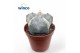 Astrophytum myriostigma 