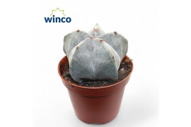 Astrophytum myriostigma