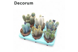 Cactus mix Column mix 6 soorten (Decorum)