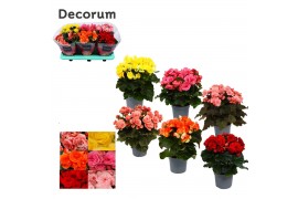 Begonia elatior du. mix decorum  prijs per kar