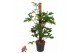 Philodendron pedatum mosstok 
