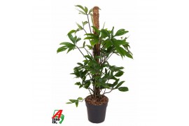 Philodendron pedatum mosstok