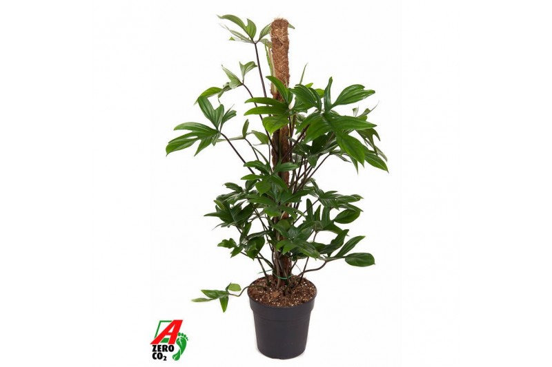 Philodendron pedatum mosstok 