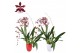 Oncidium cherry baby 2 tak met rood en wit keramiek 