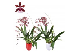 Oncidium cherry baby 2 tak met rood en wit keramiek