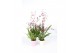 Oncidium Oncidium Mieke von Holm geurend 3+ tak met roze en wit kerami 