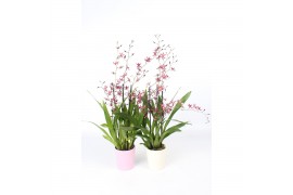 Oncidium Oncidium Mieke von Holm geurend 3+ tak met roze en wit kerami