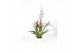 Oncidium Oncidium Mieke von Holm geurend 3+ tak met wit keramiek,3 tak 
