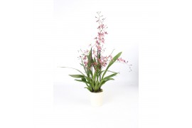 Oncidium Oncidium Mieke von Holm geurend 3+ tak met wit keramiek,3 tak