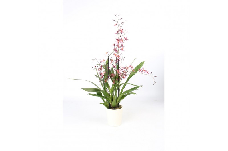Oncidium Oncidium Mieke von Holm geurend 3+ tak met wit keramiek,3 tak Oncidium Oncidium Mieke von Holm geurend 3+ tak met wit keramiek,3 tak