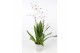 Oncidium Oncidium Mieke von Holm toef 2 tak 17 cm,2 tak/plnt,roze,2 ta 