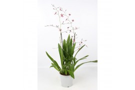 Oncidium Oncidium Mieke von Holm toef 2 tak 17 cm,2 tak/plnt,roze,2 ta