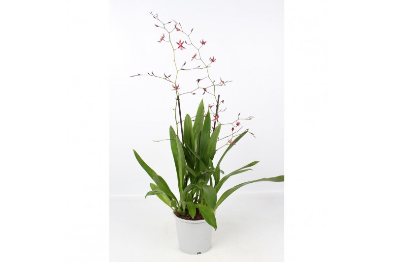 Oncidium Oncidium Mieke von Holm toef 2 tak 17 cm,2 tak/plnt,roze,2 ta Oncidium Oncidium Mieke von Holm toef 2 tak 17 cm,2 tak/plnt,roze,2 ta
