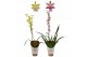Oncidium mix 1 tak 