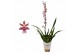 Oncidium mix 1 tak 
