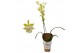 Oncidium mix 1 tak 