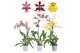 Oncidium mix 1 tak 