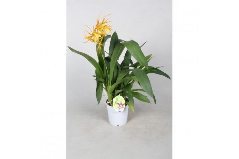 Bratonia toscane 1 tak,1 tak/plnt,oranje,1 tak/plnt,oranje,1 tak/plnt, Bratonia toscane 1 tak,1 tak/plnt,oranje,1 tak/plnt,oranje,1 tak/plnt,