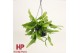 Epiphyllum pumilum hp 