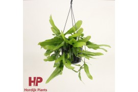 Epiphyllum pumilum hp