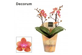 Phalaenopsis floriclone dusty belle Perfíum - 2 tak, 20+ bloem - Decor