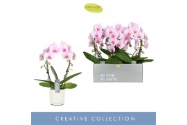 Phalaenopsis roze 2 tak boog in wit lazio