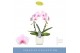 Phalaenopsis roze 2 tak boog in wit lazio 