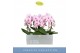 Phalaenopsis roze 2 tak boog in wit lazio 