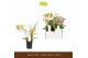 Phalaenopsis multiflora mix Botanico Nolina mix 3spike 
