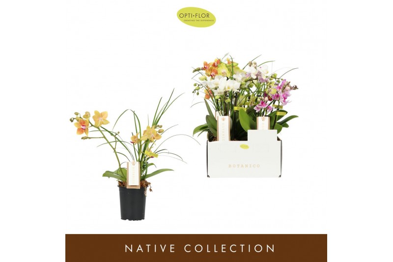 Phalaenopsis multiflora mix Botanico Nolina mix 3spike 