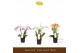 Phalaenopsis multiflora mix Botanico Nolina mix 3spike 