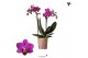 Phalaenopsis anthura basel Kolibri Orchids - 2 tak, 20+ 