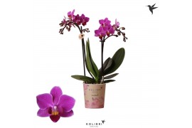 Phalaenopsis anthura basel Kolibri Orchids - 2 tak, 20+