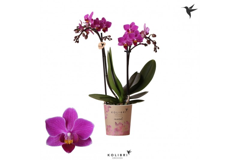 Phalaenopsis anthura basel Kolibri Orchids - 2 tak, 20+ Phalaenopsis anthura basel Kolibri Orchids - 2 tak, 20+