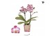 Phalaenopsis multiflora Kolibri Orchids Diamond - Bora Bora - 2 tak, 2 