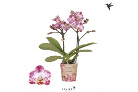 Phalaenopsis multiflora Kolibri Orchids Diamond - Bora Bora - 2 tak, 2