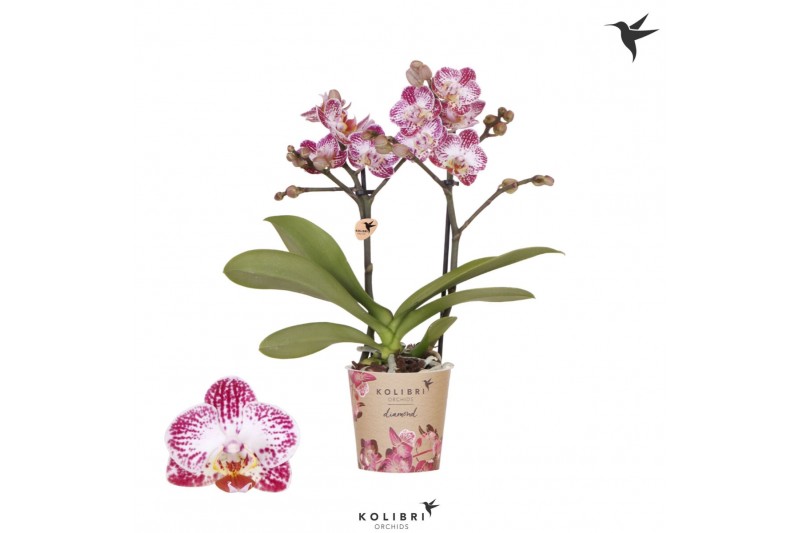Phalaenopsis multiflora Kolibri Orchids Diamond - Bora Bora - 2 tak, 2 Phalaenopsis multiflora Kolibri Orchids Diamond - Bora Bora - 2 tak, 2