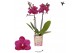 Phalaenopsis multiflora paars Kolibri Orchids - Brasil - 2 tak, 20+ 