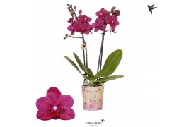 Phalaenopsis multiflora paars Kolibri Orchids - Brasil - 2 tak, 20+