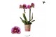Phalaenopsis multiflora Kolibri Orchids Diamond - El Salvador - 2 tak  