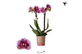 Phalaenopsis multiflora Kolibri Orchids Diamond - El Salvador - 2 tak 