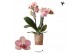 Phalaenopsis floriclone spring moods Kolibri Orchids - Nepal - 2 tak,  