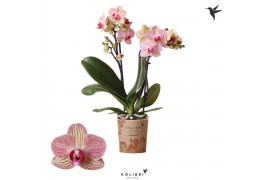 Phalaenopsis floriclone spring moods Kolibri Orchids - Nepal - 2 tak, 