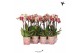 Phalaenopsis multiflora Kolibri Orchids Diamond - Mix - 2 tak, 16+ 