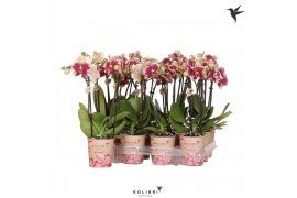 Phalaenopsis multiflora Kolibri Orchids Diamond - Mix - 2 tak, 16+