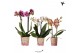 Phalaenopsis multiflora Kolibri Orchids Diamond - Mix - 2 tak, 16+ 