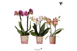 Phalaenopsis multiflora Kolibri Orchids Diamond - Mix - 2 tak, 16+