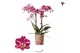 Phalaenopsis multiflora Kolibri Orchids Diamond - Thailand - 2 tak, 20 