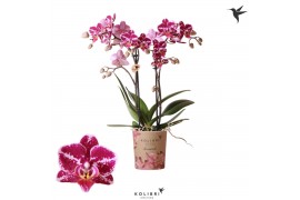 Phalaenopsis multiflora Kolibri Orchids Diamond - Thailand - 2 tak, 20