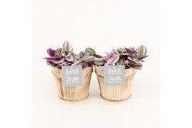 Tradescantia albiflora nanouk in wood bruin
